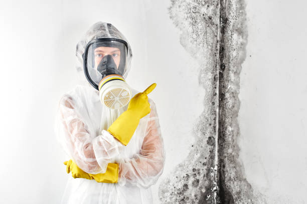 Best Attic Mold Removal  in Baltic, CT