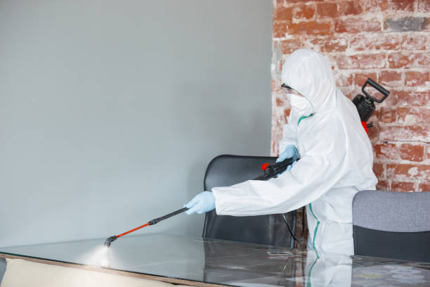 Best Black Mold Removal  in Baltic, CT