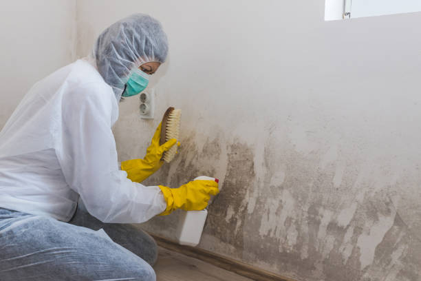 Best Emergency Mold Remediation  in Baltic, CT