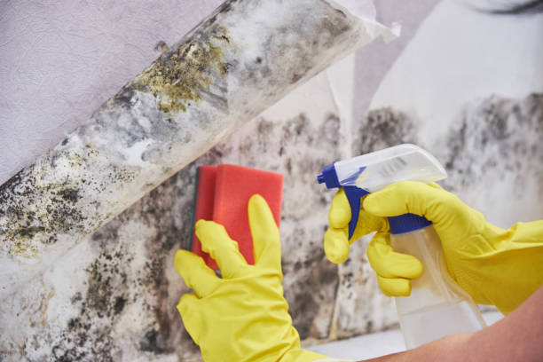 Best Forensic Mold Investigation  in Baltic, CT